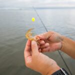 Accrocher l'appât des crevettes