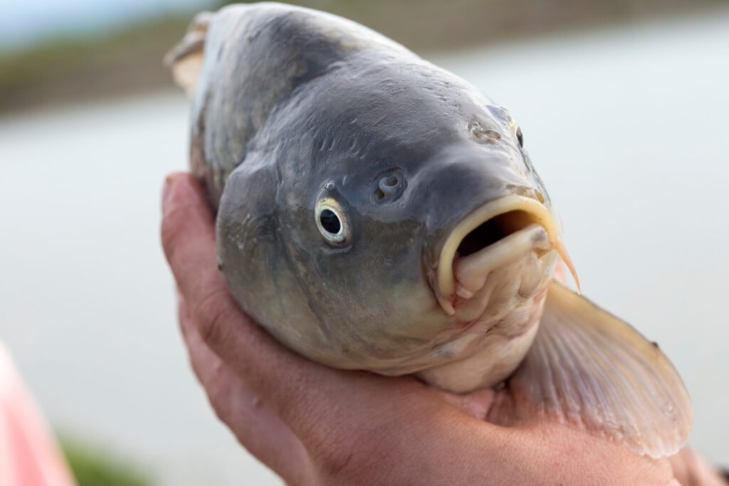 Un poisson carpe vivant est tenu entre les mains