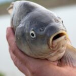 Un poisson carpe vivant est tenu entre les mains